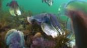 Giant Cuttlefish