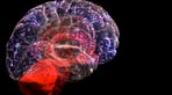 Stems Cells in the Brain