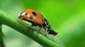 Ladybirds