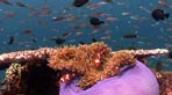 Borneo Live Reef Fish Trade