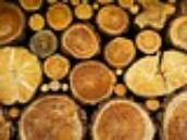 Trees and chairs as carbon sinks