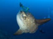 Sunfish seekers