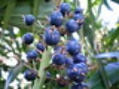 Rainforest fruit power