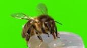 Brainy bees