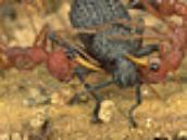 Ant safari