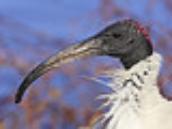 Ibis Invasion