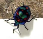 Sites2See: Insects and Spiders