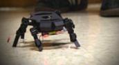 Robot biomimicry