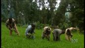 Foreign Correspondent: Famine and aid in Ethiopia