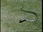 Feathers, Fur and Fins: A song about snakes