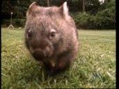 Feathers, Fur and Fins: A song about wombats