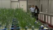 Landline: Winning the race to feed a growing population