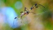 Spectacular spiders and their stunning silks