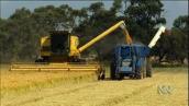 For the Juniors: Growing rice