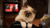 Pet Superstars: Will Meeko grow up to be like his dad?