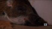 Pet Superstars: A pig in high heels?