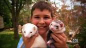 Pet Superstars: Ferreting around