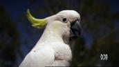 Pet Superstars: This cocky rocks