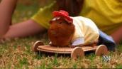 Pet Superstars: Guinea pig superstar
