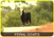 What have we got here: feral goats