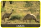 What have we got here: emus