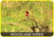 What have we got here: woodland birds