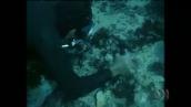 Batavia shipwreck leads to mass murder