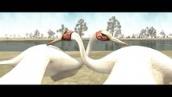 Kurdarrku: The Brolga