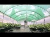 Waratah Australis Nursery  (flowers) – Batlow, New South Wales