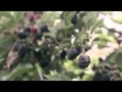 Bees and Berries a great combination