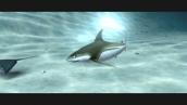 Manankurra Kujika: The song of the Tiger Shark