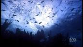 For the Juniors: Exploring under the sea