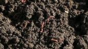 ABC Open: What on earth is vermicast?