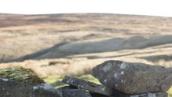 Wuthering Heights: Violence and cruelty