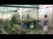 Cascades Nursery - focus on growing trees