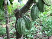 Sites2See – ethics and the chocolate business