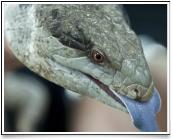 Keeping reptiles in schools – a resource for teachers