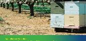 From Citrus to Almonds: video