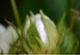 Cotton Australia photo library