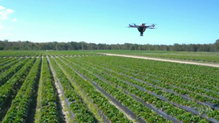 Landline: Drones and bugs
