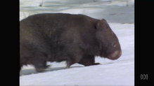 Day in the life of a wombat
