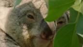 Magical Land of Oz: Koalas and climate change