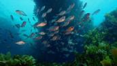 Magical Land of Oz: Conserving the Great Australian Bight
