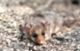 The mountain-pygmy possum: On the edge