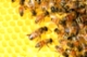 For the Juniors: Bee habitat
