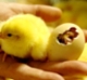 Chicken farming in the living world: Stage 1