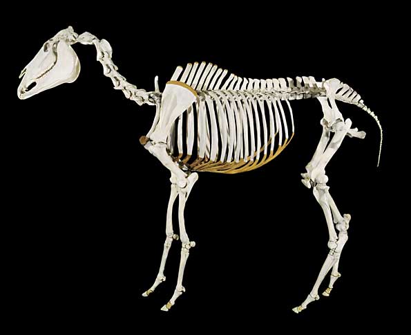 Phar Lap's skeleton