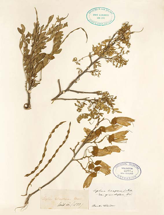 Köwhai herbarium sheet