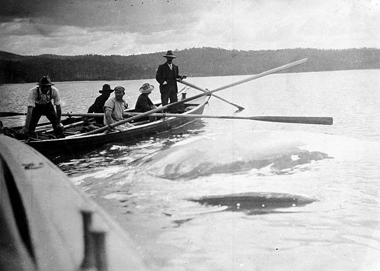 Twofold Bay whaling, early 20th century