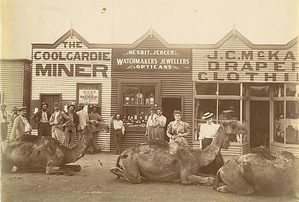 Camels in Coolgardie, 1890s
